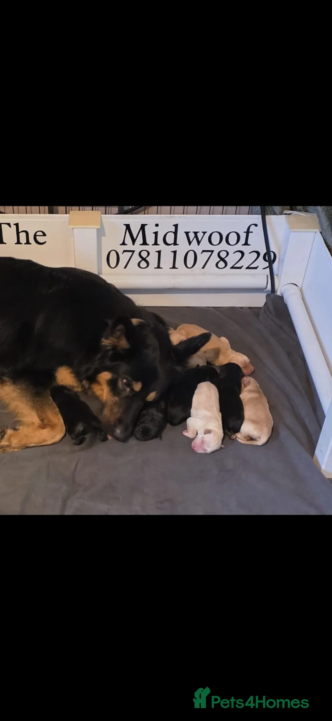 Mixed Breed dogs for sale: Golden shepherds - Advert 17
