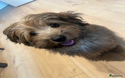 Mixed Breed dogs for sale: Rollo pollo  - Image 1