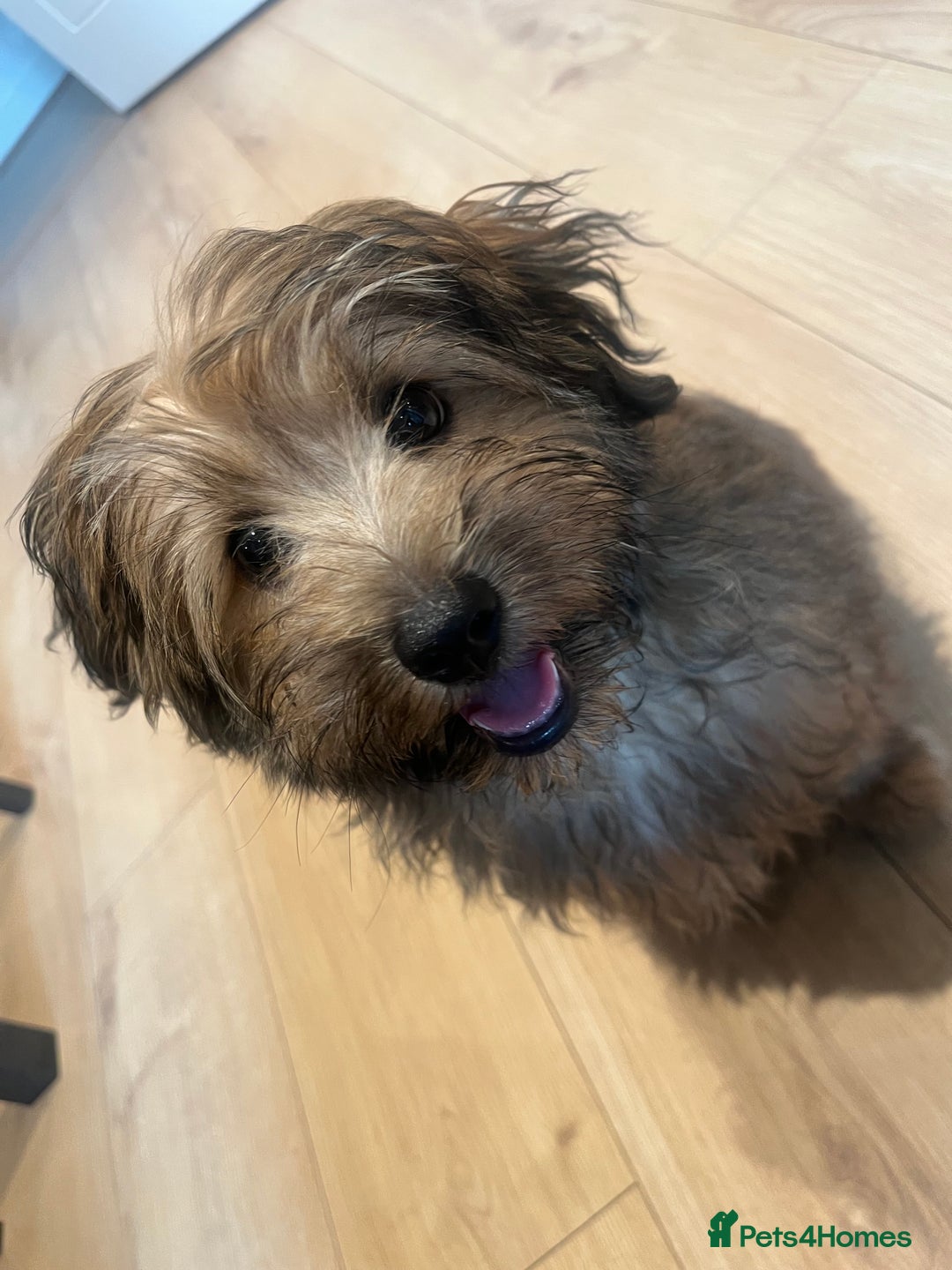 Mixed Breed dogs for sale: Rollo pollo  - Image 1