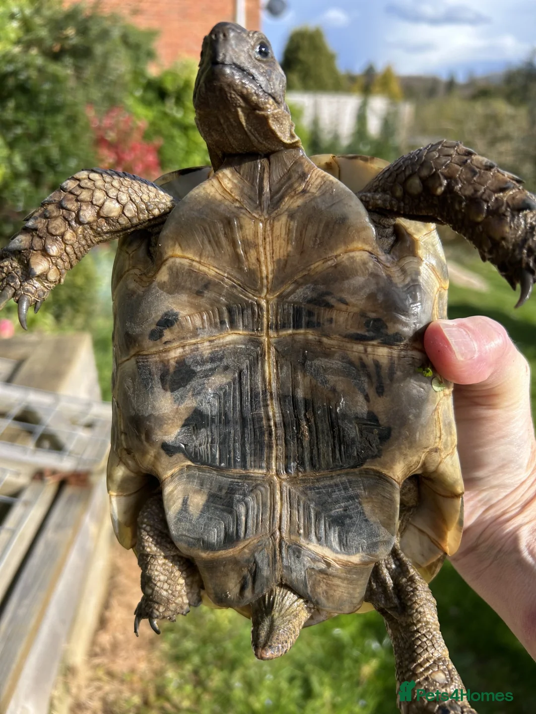 Tortoise reptiles for sale: Beautiful 7 year old Spur-thighed tortoise - Advert 2