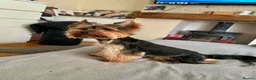 Yorkshire Terrier dogs for sale: Yorkshire terrier puppies  - Advert 3