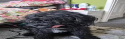 Sproodle dogs for sale: 7 month sproodle Wilson - Advert 8