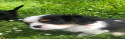 Cavalier King Charles Spaniel dogs for sale: Cavalier King Charles puppies  in Warrington - Advert 10