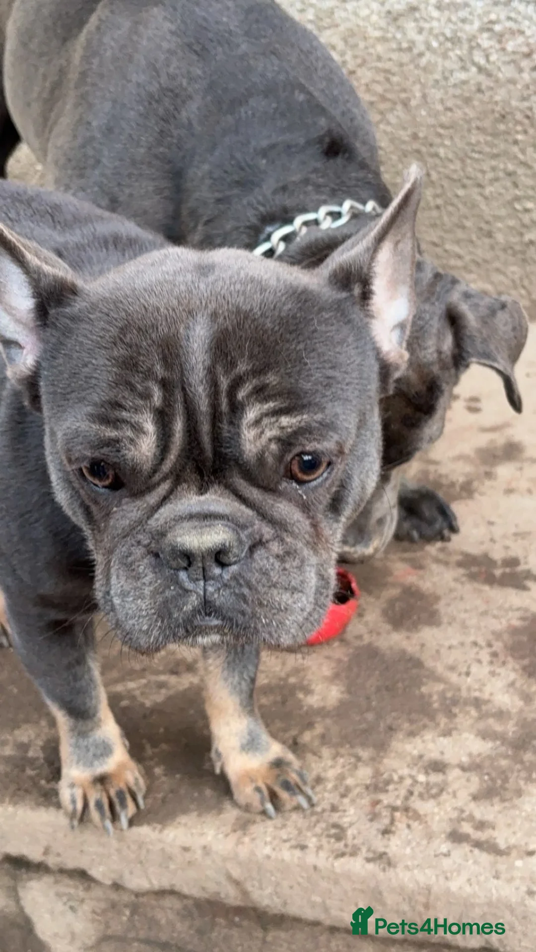 French Bulldog dogs for sale: French bulldog for rehoming  - Advert 6
