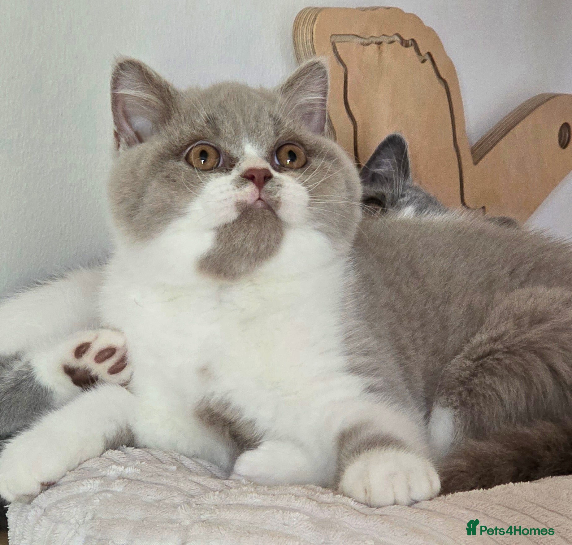 British Shorthair cats 💫 TICA pedigree reg British Shorthair Males - Advert 2