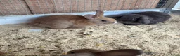 Lionhead rabbits for sale: Baby rabbits  in Peterlee - Advert 2