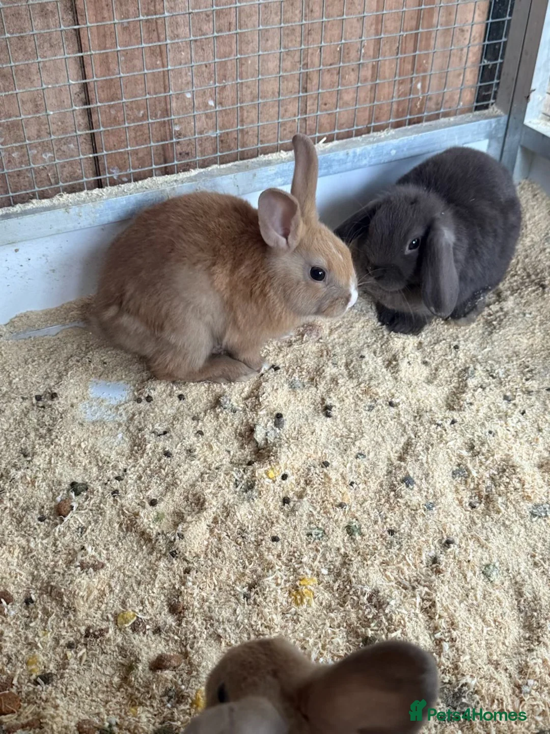 Lionhead rabbits for sale: Baby rabbits  in Peterlee - Advert 2