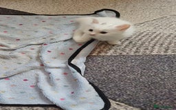 Turkish Angora cats for sale: Kitten 😺  - Image 1
