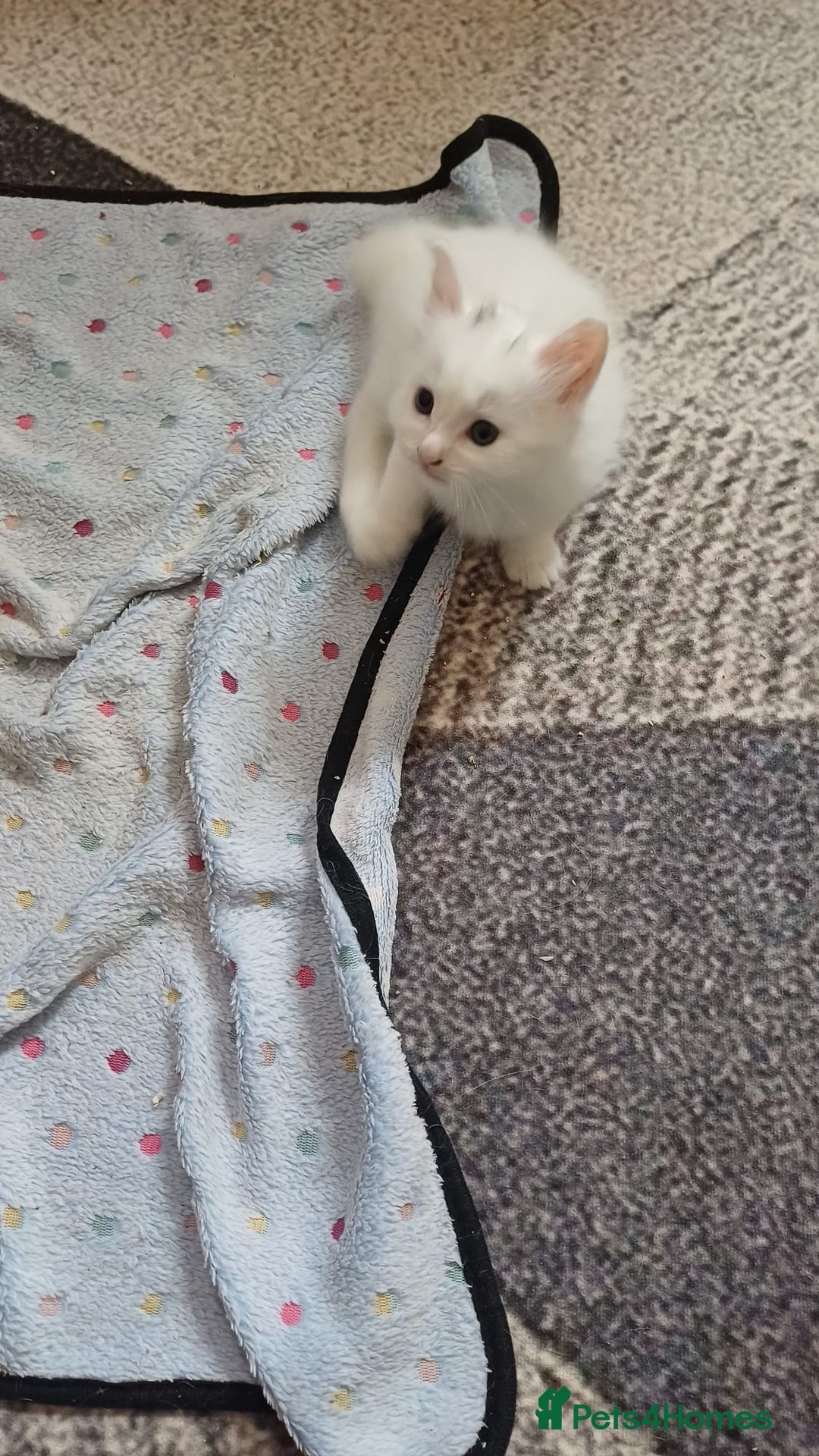 Turkish Angora cats for sale: Kitten 😺  - Image 1