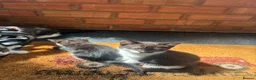 Domestic Shorthair cats for sale: Ms Smith  in Nottingham - Advert 4