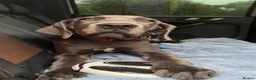 Great Dane dogs for sale: Gorgeous Great Dane for Rehome - Advert 2