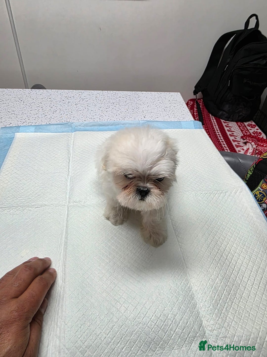 Malshi dogs for sale: Male Malshi Pups - Advert 2