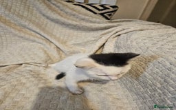 Mixed Breed cats for sale: 8 lovely kittens for sale - Image 4