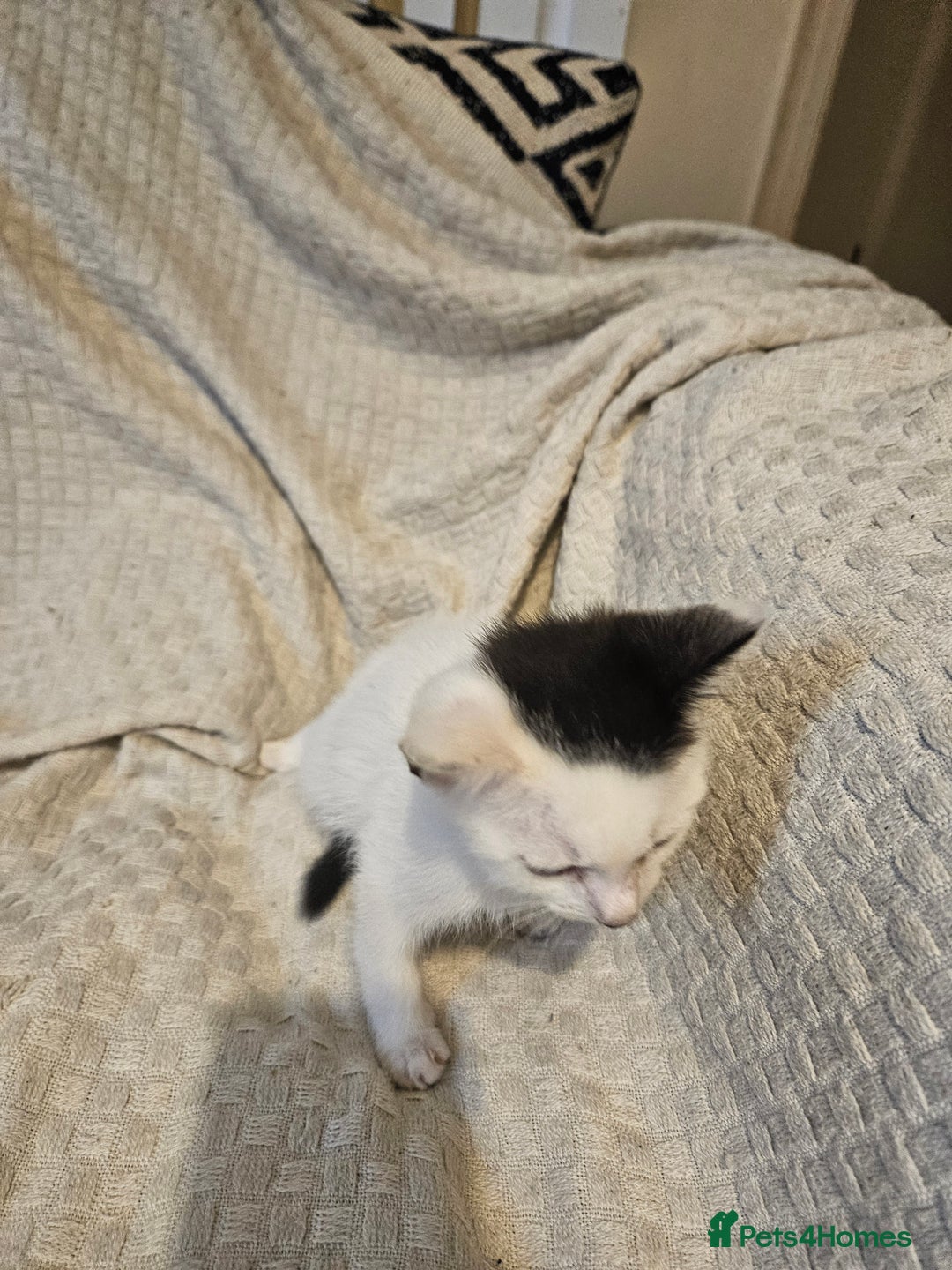 Mixed Breed cats for sale: 8 lovely kittens for sale - Image 4