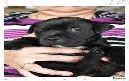 Staffordshire Bull Terrier dogs for sale: Kc registered Staffordshire Bull terrier pups - Image 21