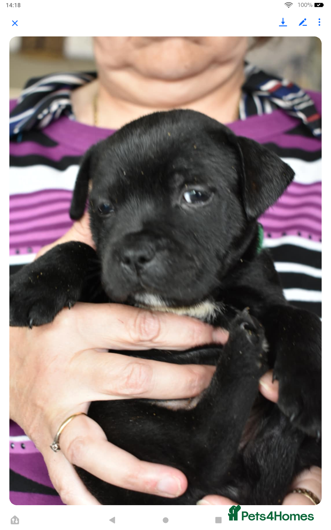 Staffordshire Bull Terrier dogs for sale: Kc registered Staffordshire Bull terrier pups - Image 21