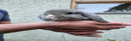 Mini Lop rabbits for sale: 2 female mini lop - Advert 6