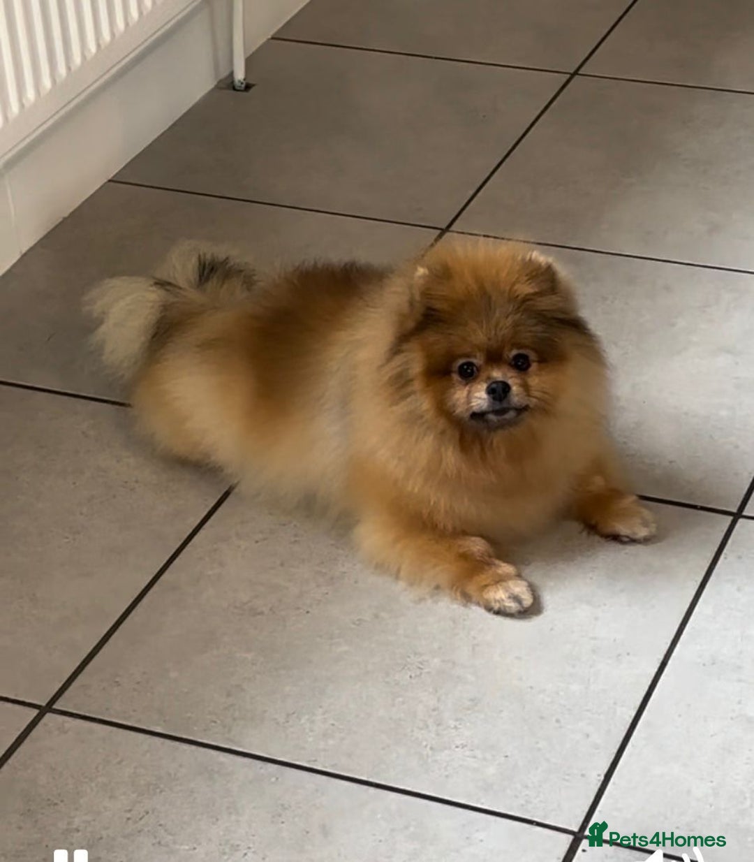 Pomeranian dogs for sale: ❤️Kc teddy bear pom babies ❤️ - Advert 11