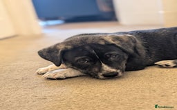 Mixed Breed dogs for sale: Two beautiful Staffy x Husky puppies  - Image 6