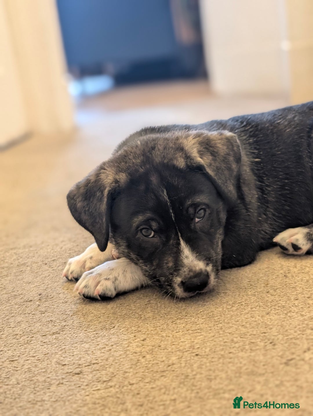 Mixed Breed dogs for sale: Two beautiful Staffy x Husky puppies  - Image 6