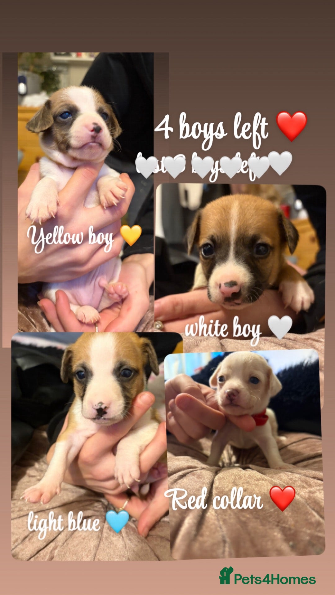 Mixed Breed dogs for sale: 6 boy jack russell pups for sale    🩵💙 - Advert 4