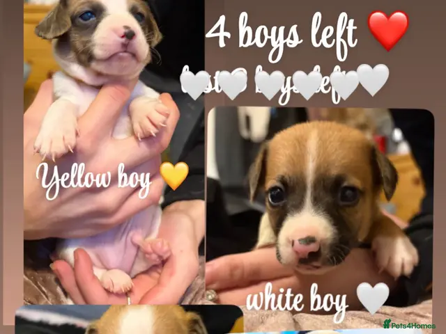 Mixed Breed dogs for sale: 6 boy jack russell pups for sale 🩵💙 - Advert 4