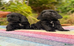 Cocker Spaniel dogs for sale: Beautiful cocker spaniel Boys  - Image 1