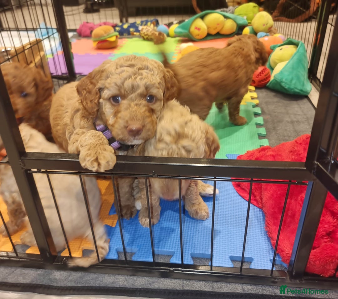 Miniature Poodle dogs for stud: RUPERT MINIATURE POODLE in Southampton - Advert 23