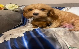 Cavapoo dogs for sale: Cavapoo Boy - Image 6