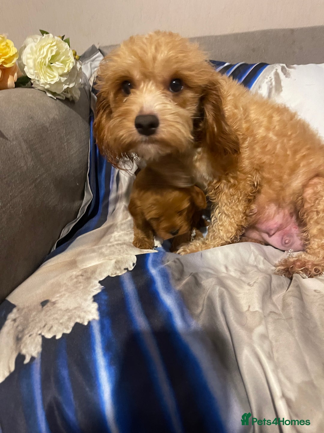Cavapoo dogs for sale: Cavapoo Boy - Image 6