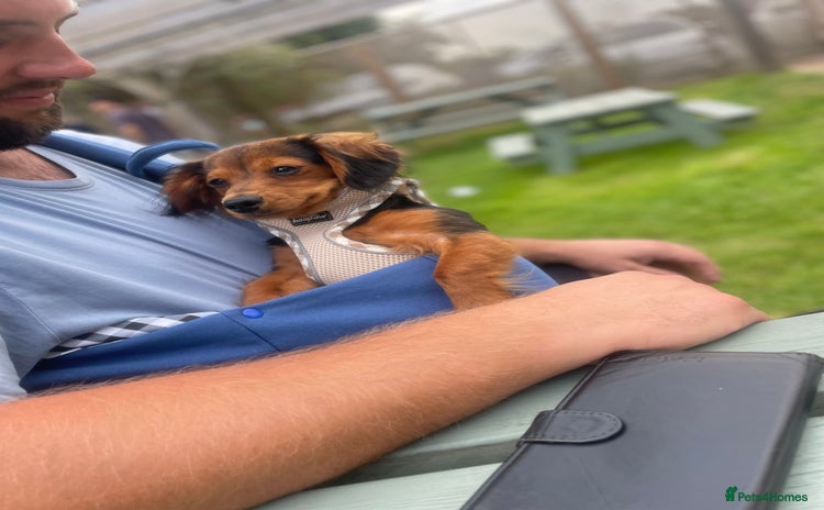 Chiweenie dogs - Advert 13