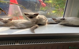 Ragamese cats for sale: Lovely ragamise kittens for sale  - Image 1