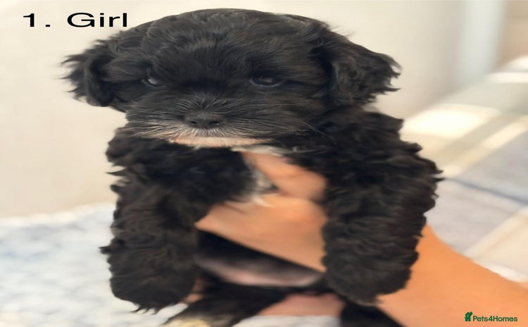 Mixed Breed dogs - Advert 15