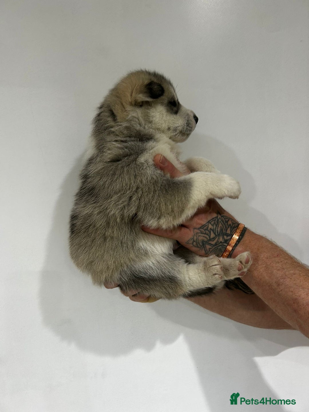 Siberian Husky dogs for sale: Gorgeous little husky pups - ready in two weeks - Advert 12