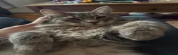 Norwegian Forest Cat cats for sale: Two Beautiful female kittens  - Advert 4