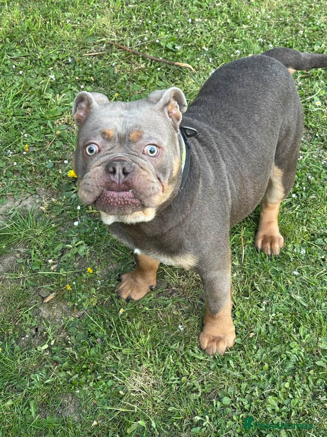 Olde English Bulldogge dogs for sale: Male olds English bulldogge 1 years old  in Westerham - Advert 2