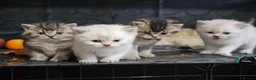 British Shorthair cats for sale: British short hair kittens  - Advert 1