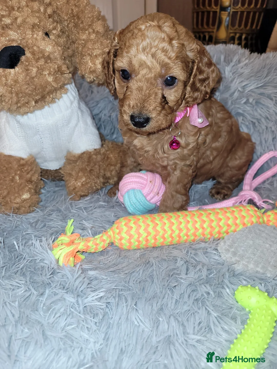 Cockapoo dogs for sale: Cockapoo puppies - Advert 14