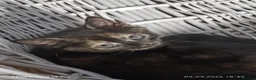 Mixed Breed cats for sale: Four girls. - Advert 10