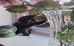 Domestic Shorthair cats for sale: 2 male kittens ready to leave today!  - Image 12