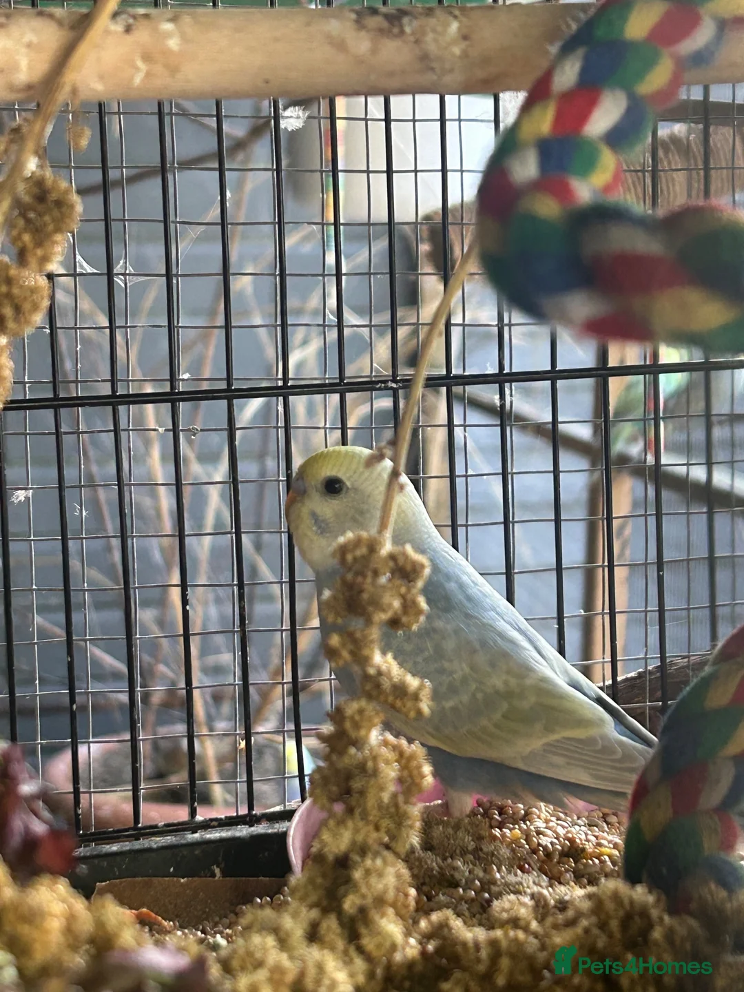 Budgerigars birds for sale: BEAUTIFUL BABY BUDGIES FOR SALE  - Advert 12
