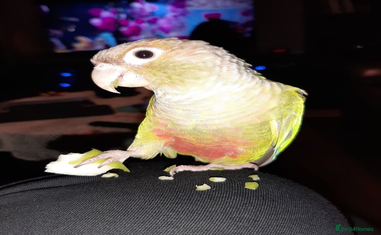 Conures birds - Advert 4