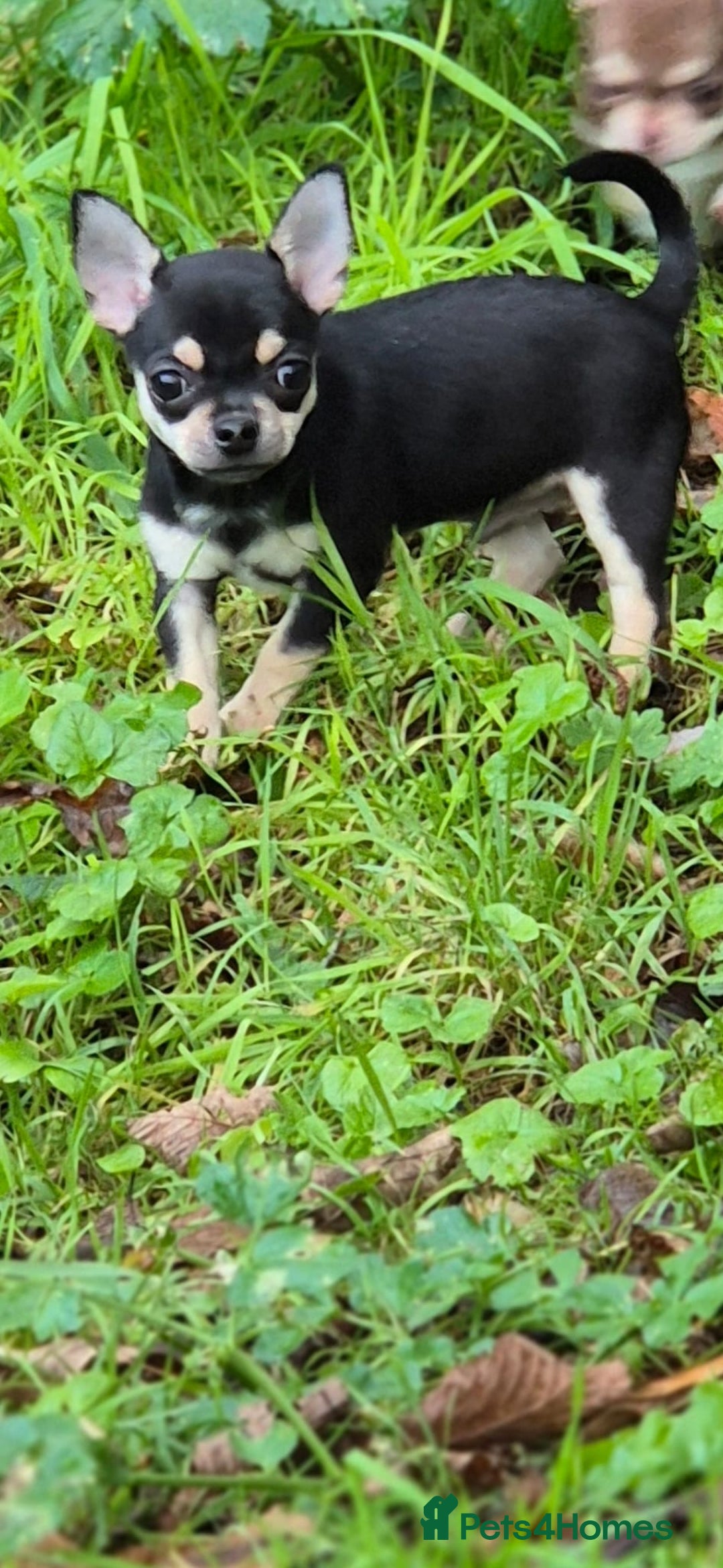 Chihuahua dogs for sale: KC Chihuahuas 🇬🇧 bloodline 5 🌟 - Advert 6