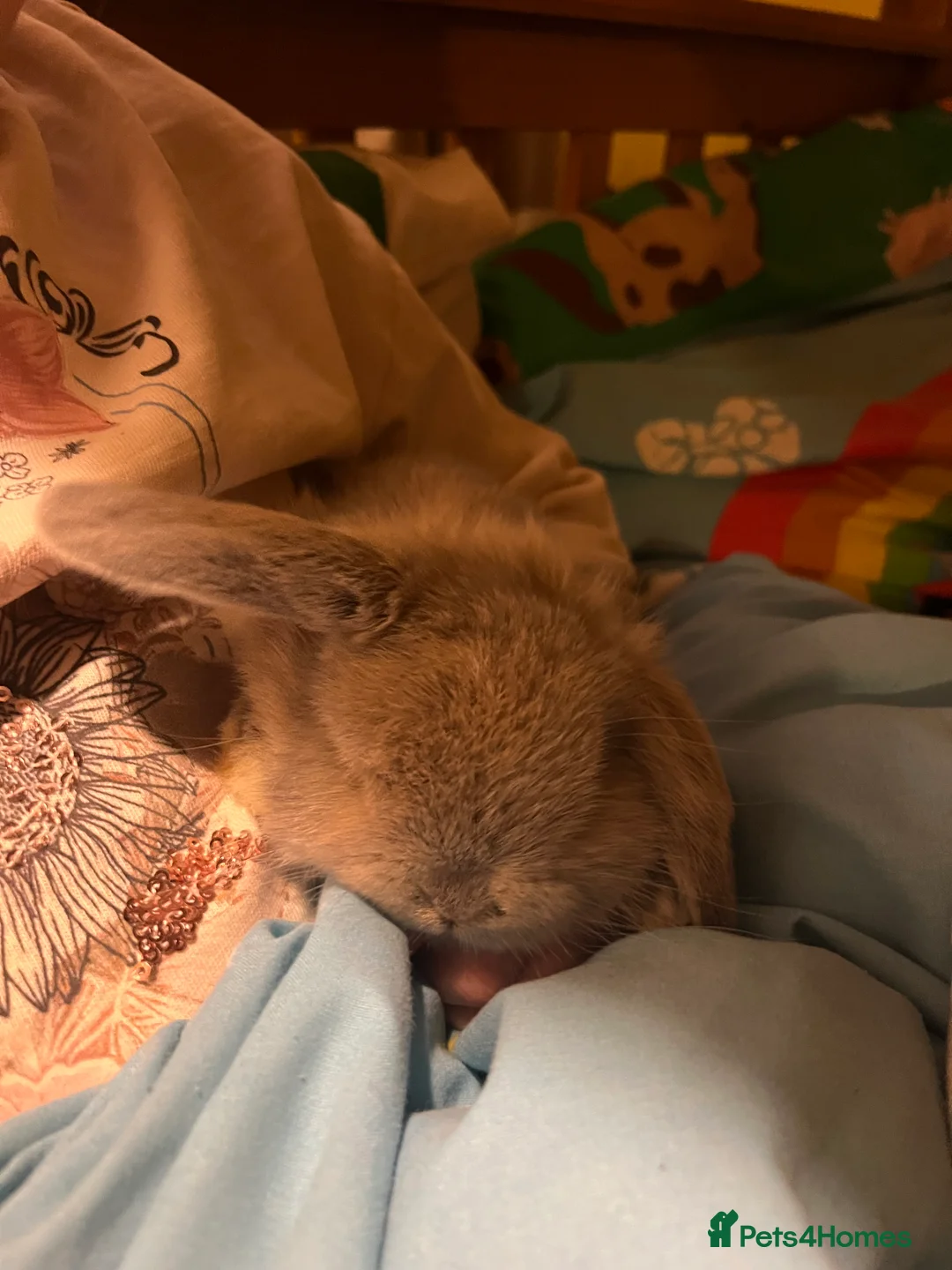 Mini Lop rabbits for sale: Stunning Mini Lop Kits  - Advert 4