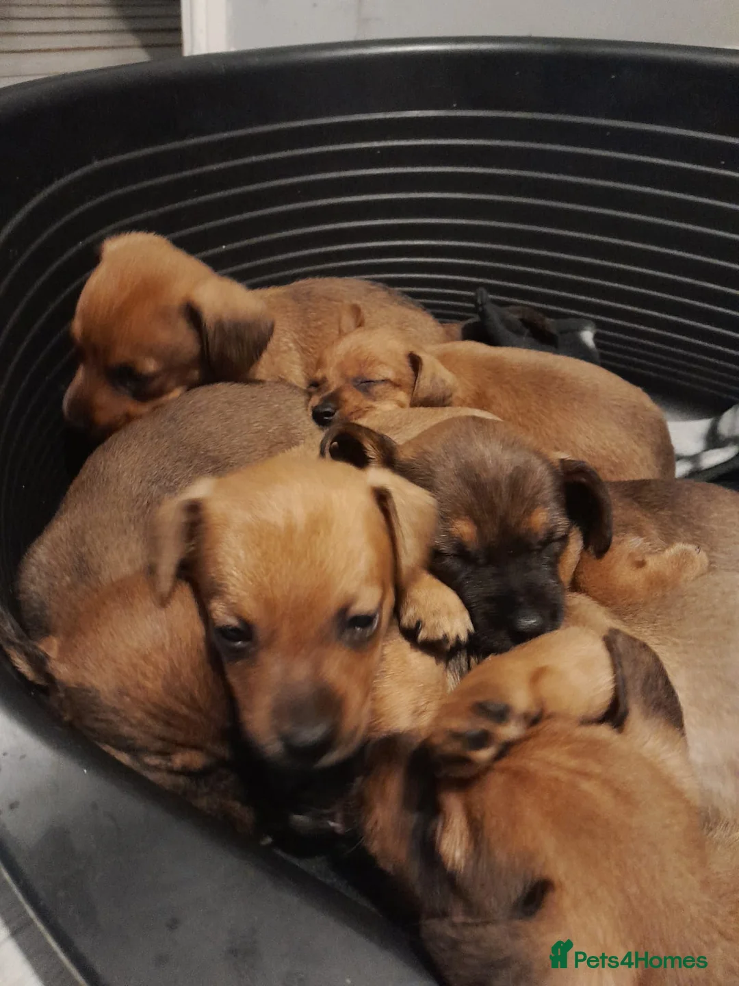 Mixed Breed dogs for sale: Cairn terriers - Advert 13