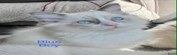 Ragdoll cats for sale: 🩷4 blue bi-colour ragdoll kittens left🩵 - Advert 5