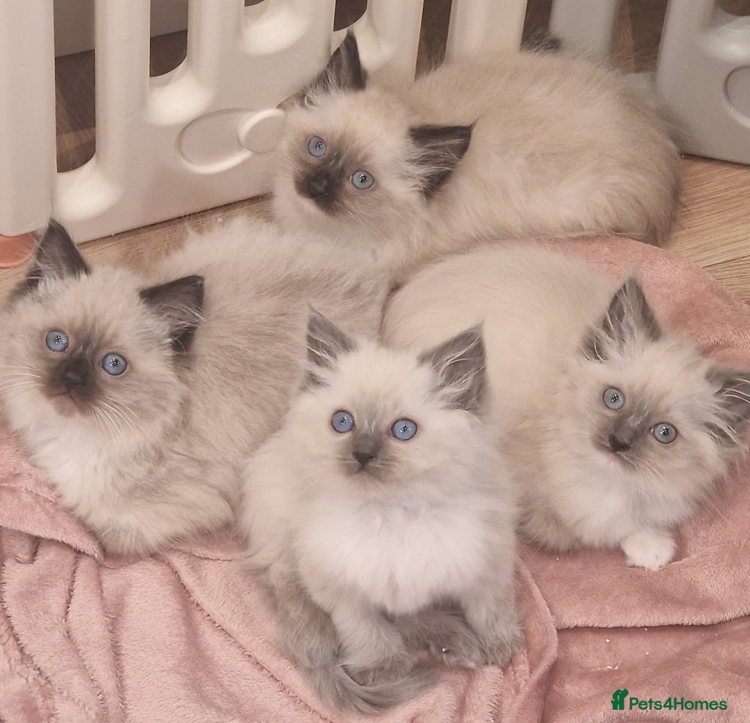 Ragdoll cats for sale: Ragdoll kittens ready now - Advert 3