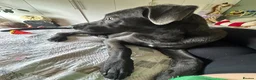 Mixed Breed dogs for sale: GORGEOUS GERMAN SHEPHERD x GREAT DANE MIX - Advert 11