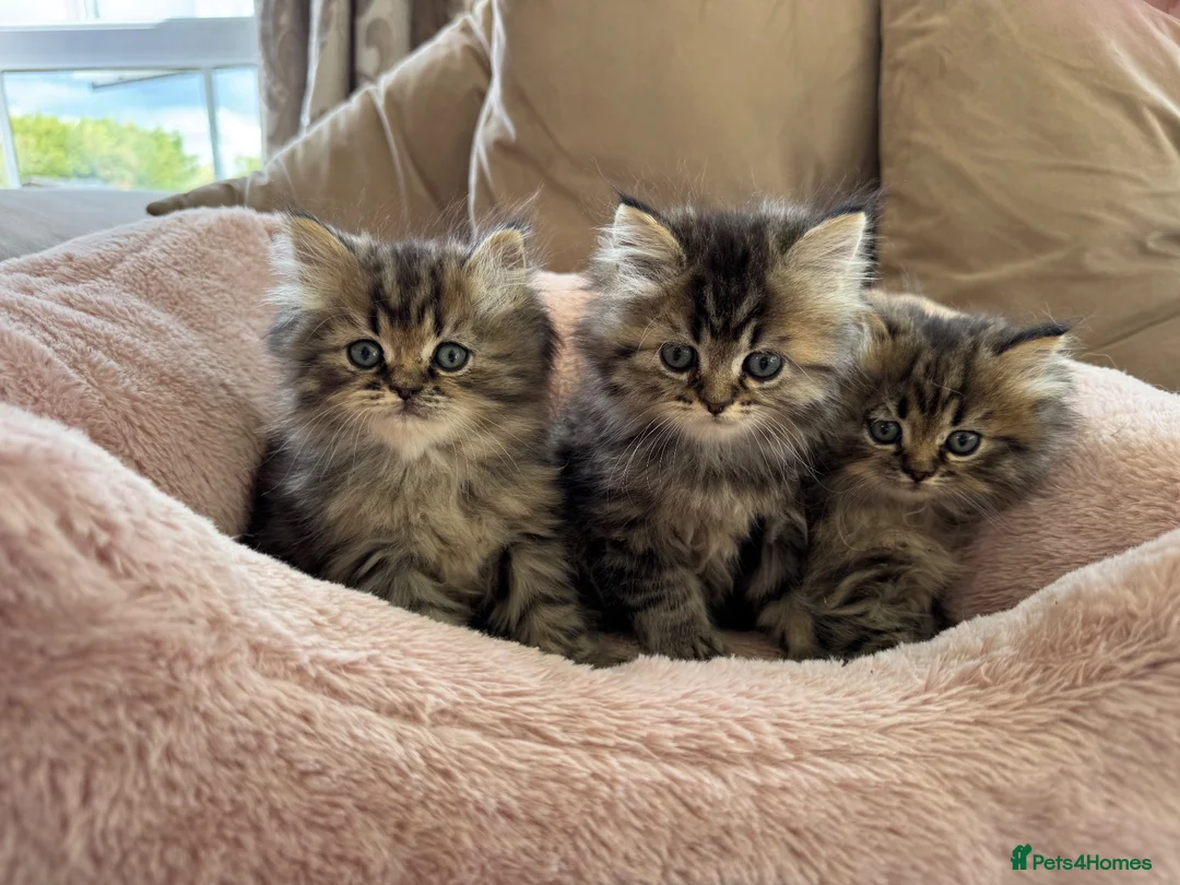 Persian cats for sale: Chinchilla Persian kittens doll face  - Advert 1
