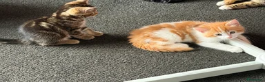 Domestic Shorthair 1